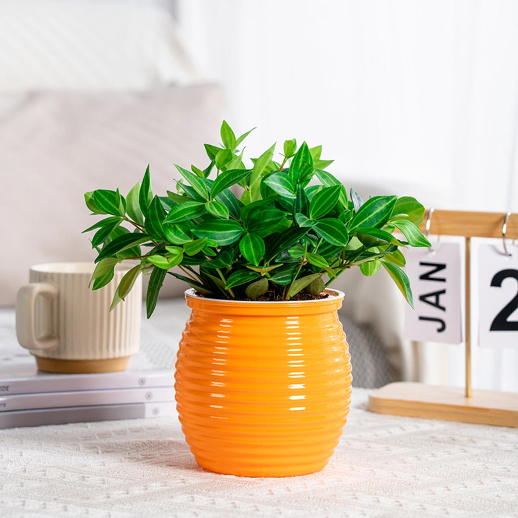 Self-Watering Succulent Flower Vase