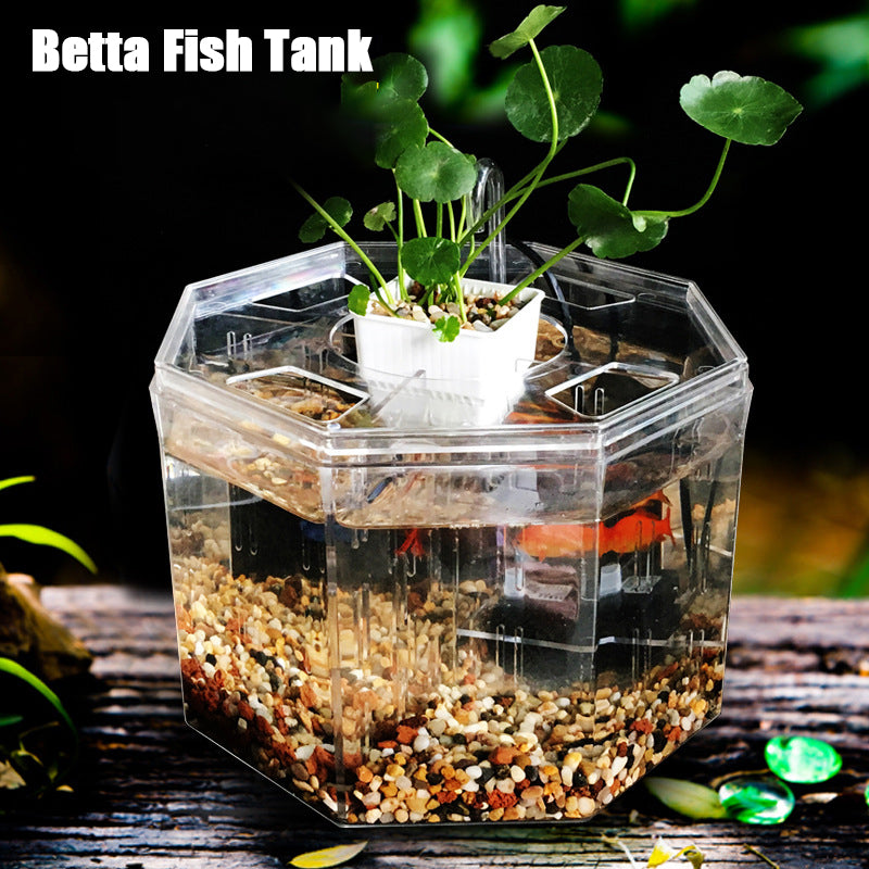 Desktop Betta Fish Tank