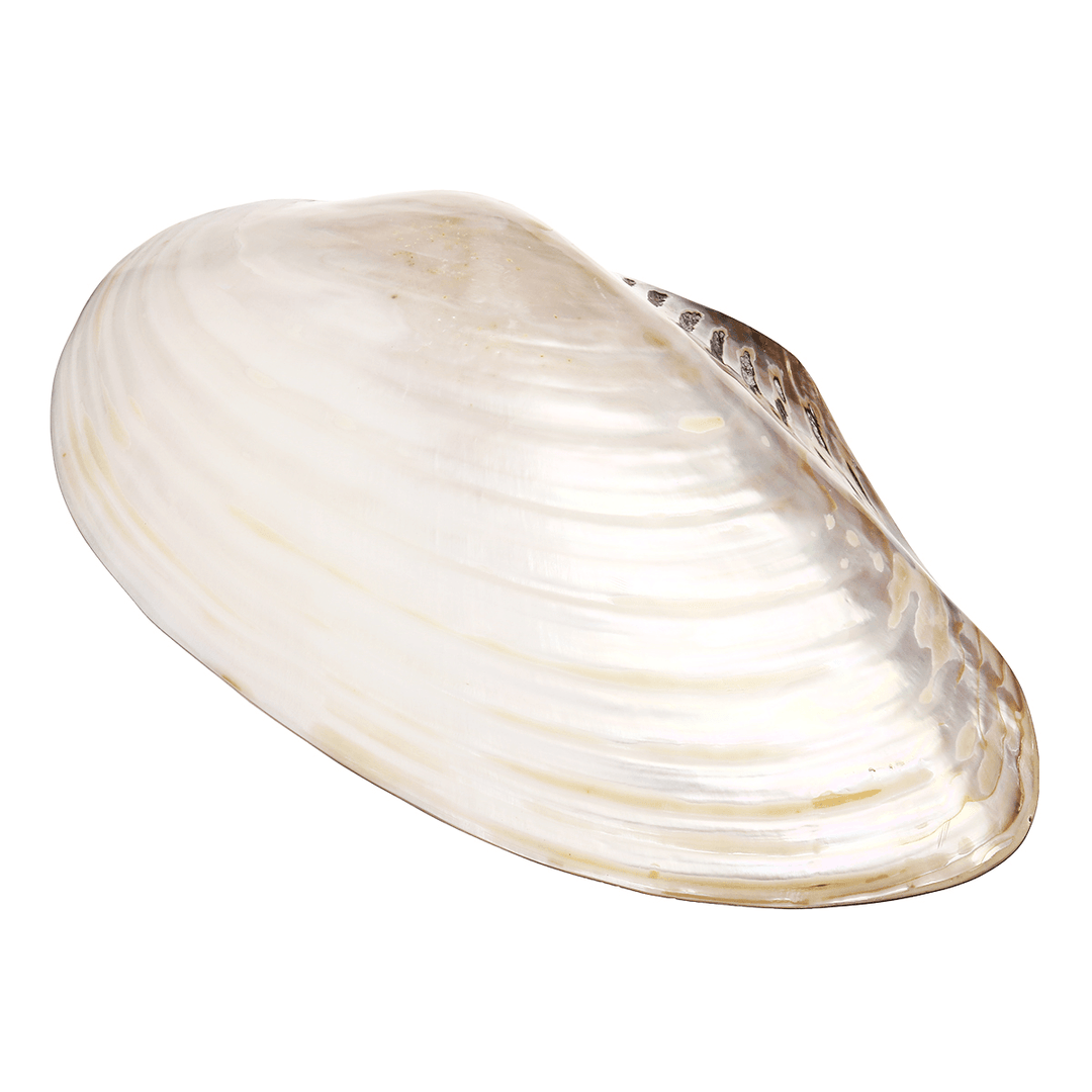 Natural Conch Shell Coral Pearl Mussel Clam Double-Sided Large Home Tank Decorations 26-28Cm - MRSLM