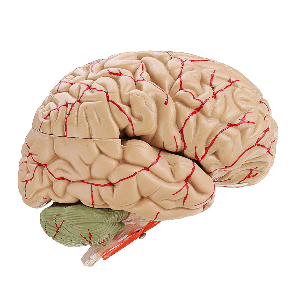 Life Size Human Brain Model W/ Arteries Medical Anatomical Cerebral Model Base Science Teaching 8 Parts - MRSLM