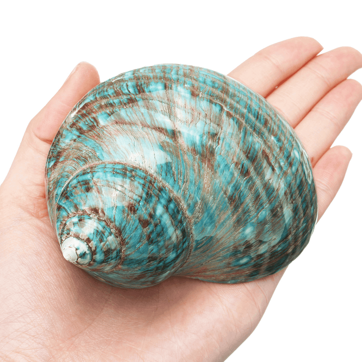 Natural Top Rare Real Sea Shell Conch Stunning Healing Decor Ocean Craft Decorations - MRSLM