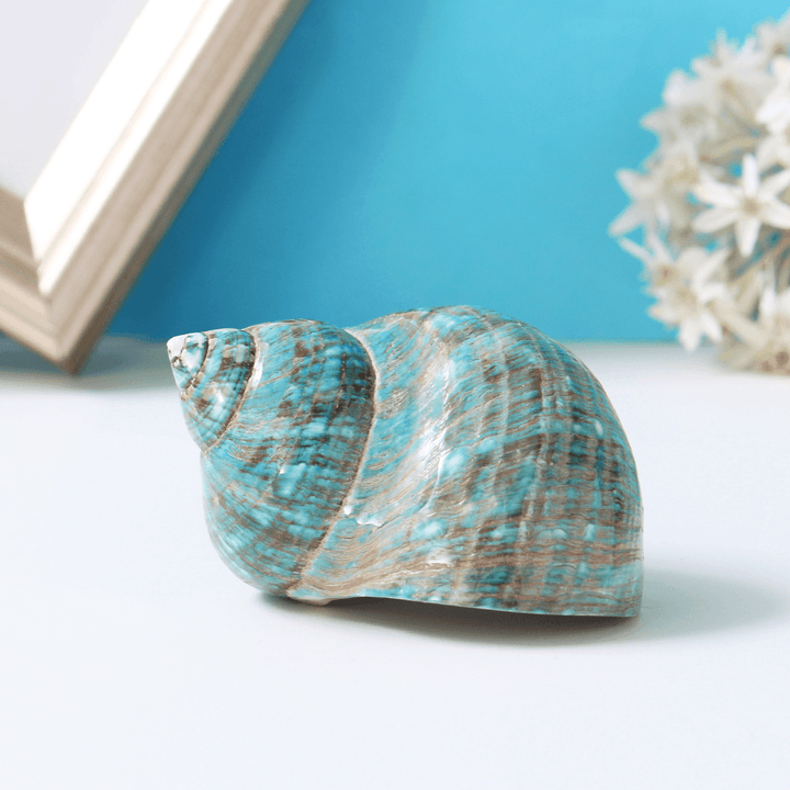 Natural Top Rare Real Sea Shell Conch Stunning Healing Decor Ocean Craft Decorations - MRSLM