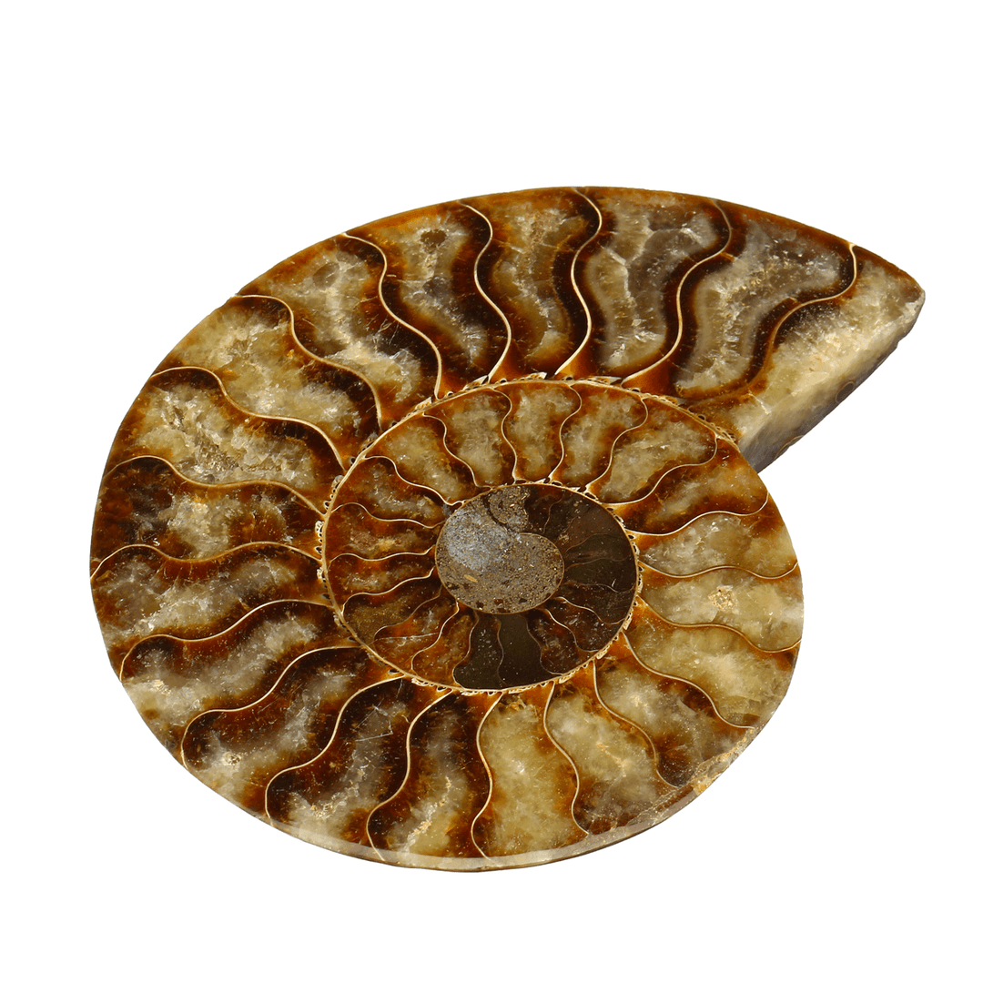 13Cm Large Natural Ammonite Fossil Sea Conch Crystal Specimen Decorations - MRSLM