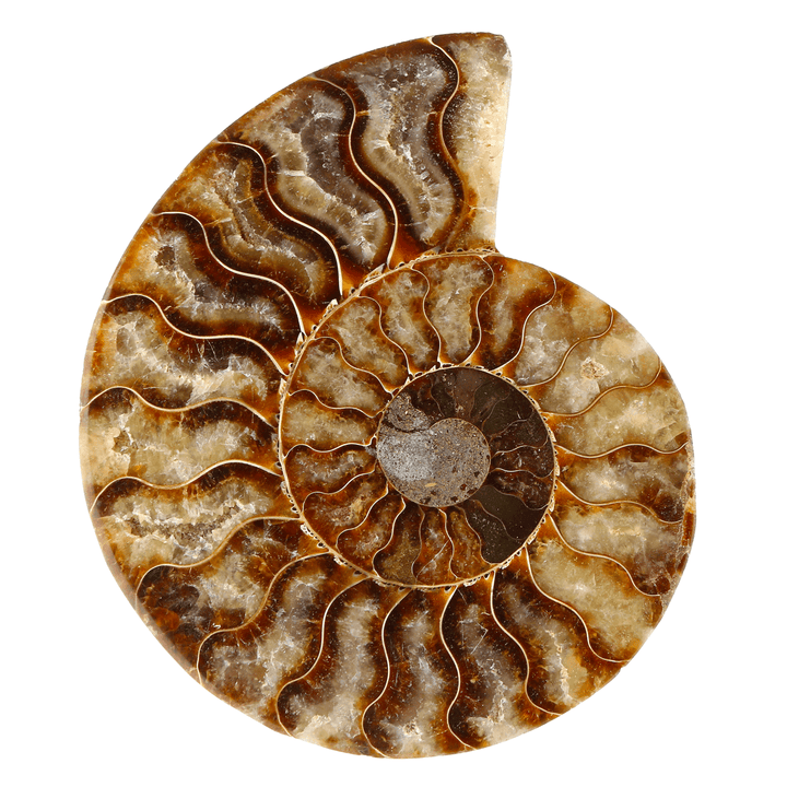 13Cm Large Natural Ammonite Fossil Sea Conch Crystal Specimen Decorations - MRSLM