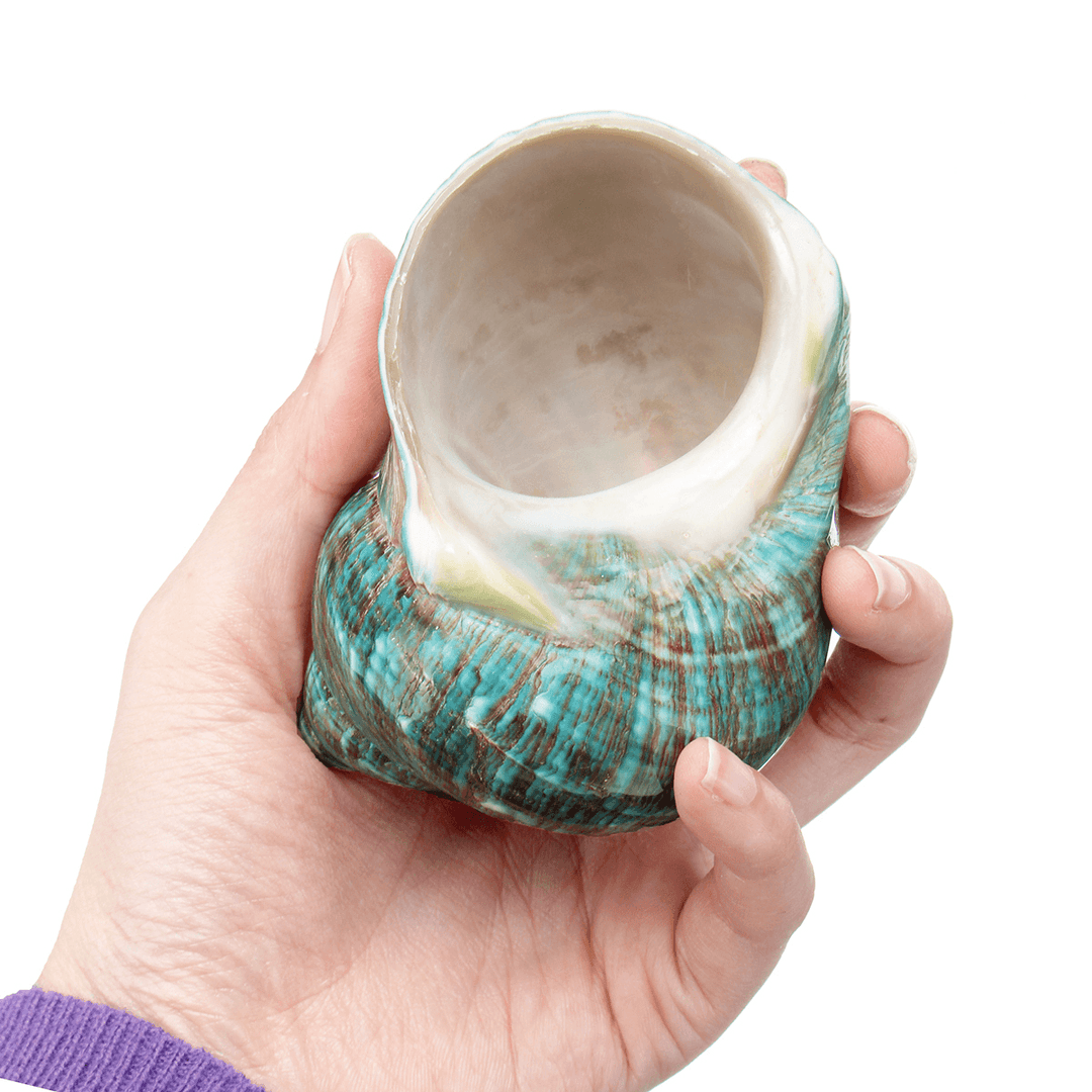 Natural Top Rare Real Sea Shell Conch Stunning Healing Decor Ocean Craft Decorations - MRSLM