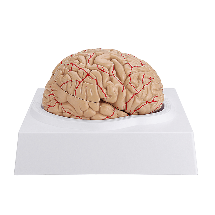 Life Size Human Brain Model W/ Arteries Medical Anatomical Cerebral Model Base Science Teaching 8 Parts - MRSLM