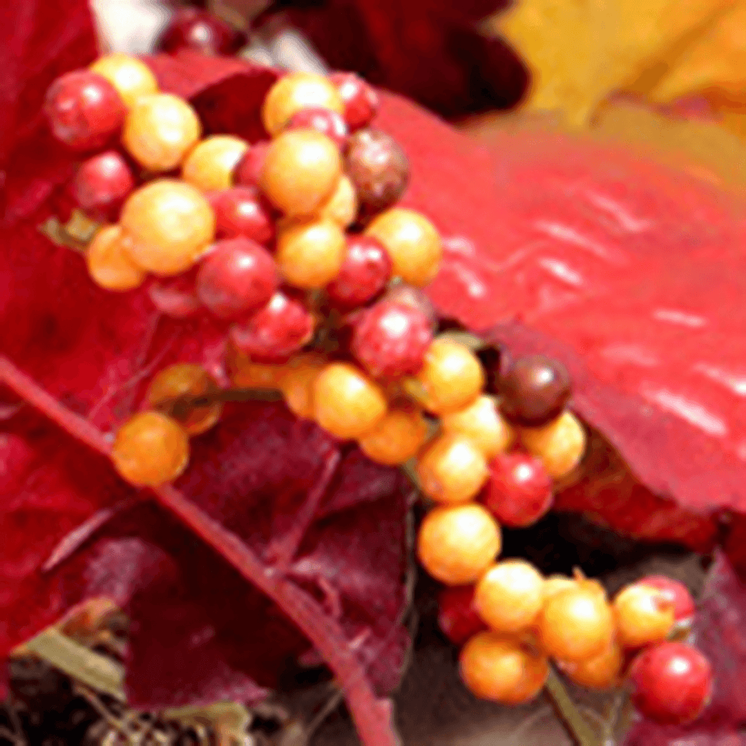 60Cm Christmas Maple Leaves Grape Berry Wreath Garland Door Hanging Crafts Decorations - MRSLM