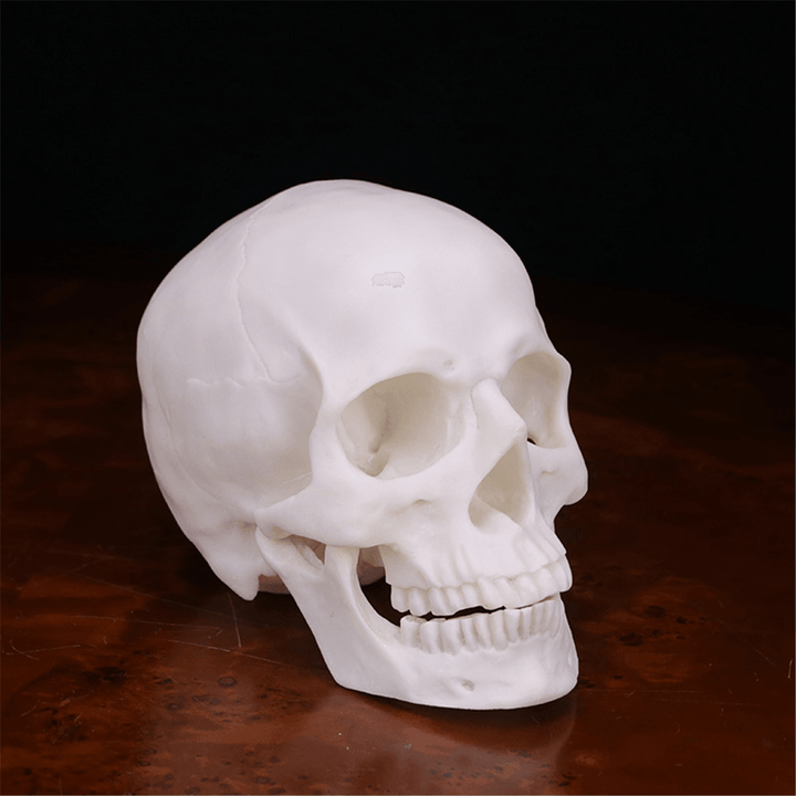 Human Skull Handmade Decoration Goth Halloween Decor Gift Souvenirs Ornament - MRSLM