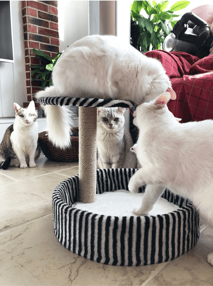 Detachable Cat Climbing Frame Sisal Material Cat Scratching Post Board Small Cat Jumping Platform Pet Bed - MRSLM