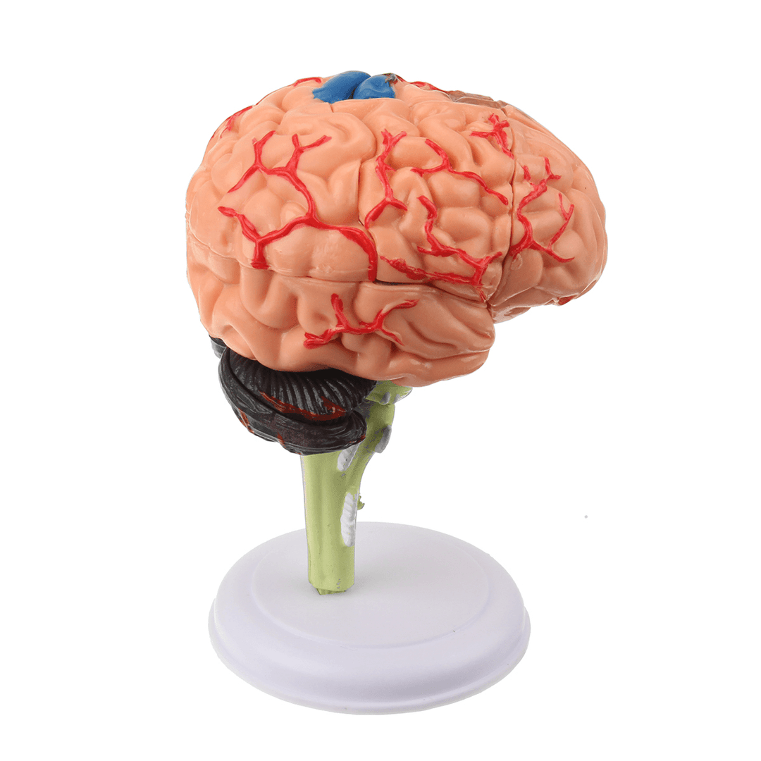 Human Brain Medical Model 4D Disassembled Anatomical School Educational Teaching Tool - MRSLM