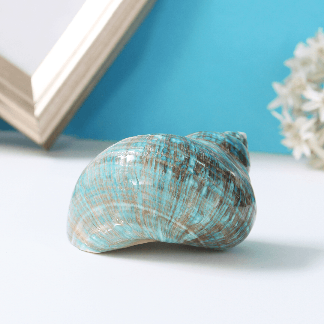 Natural Top Rare Real Sea Shell Conch Stunning Healing Decor Ocean Craft Decorations - MRSLM