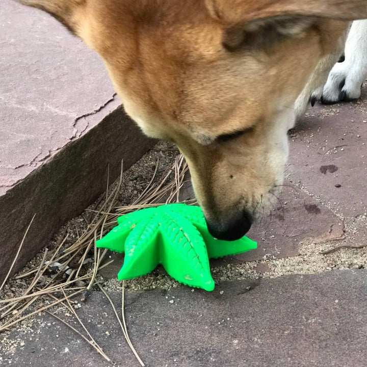 Colorado "Maple Leaf" Durable Nylon Dog Chew Toy for Aggress - MRSLM