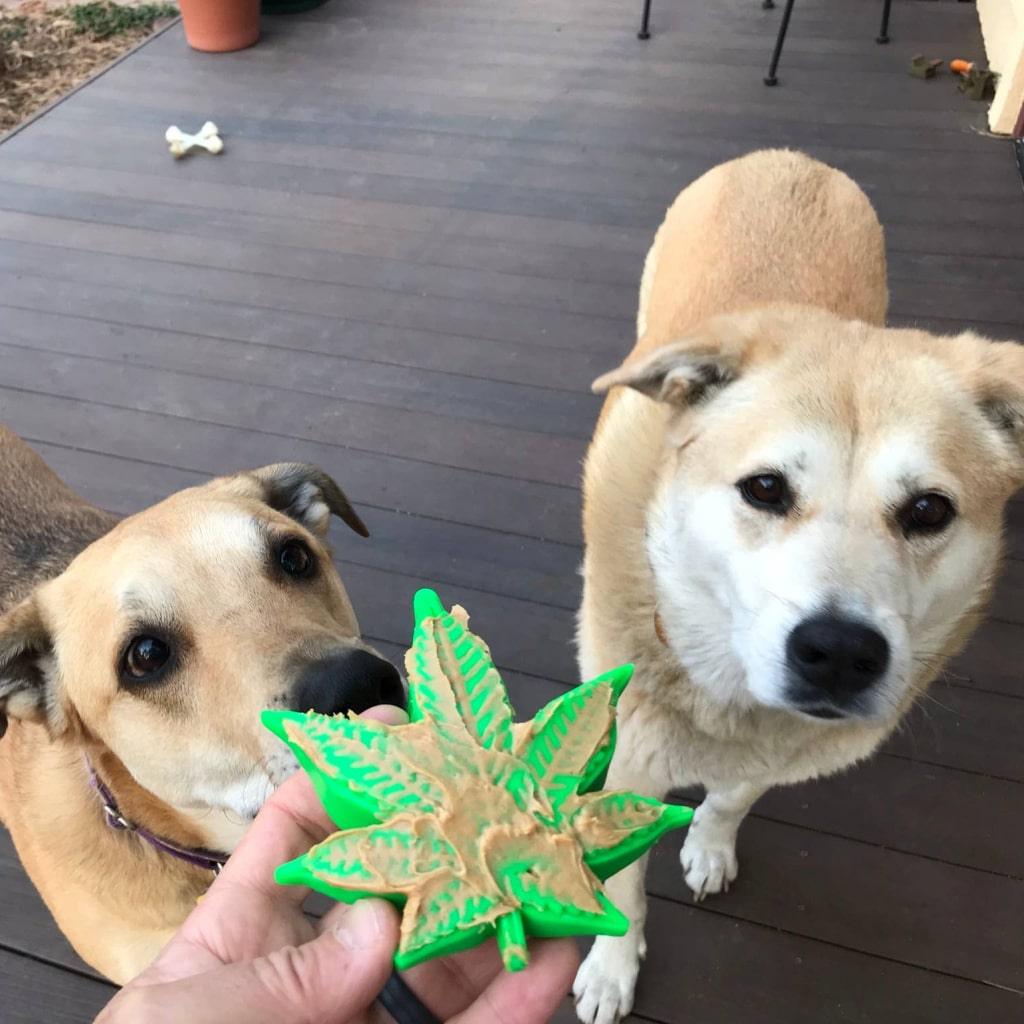 Colorado "Maple Leaf" Durable Nylon Dog Chew Toy for Aggress - MRSLM